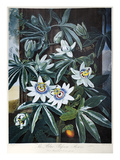 Thornton: Passion-Flower Giclee Print by Caldwall 