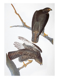 Audubon: Red-Tailed Hawk Giclee Print by John James Audubon
