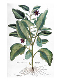 Eggplant, 1735 Giclee-trykk av Elizabeth Blackwell