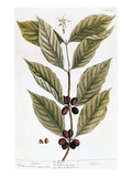 Cooffe Plant, 1735 reproduction procédé giclée par Elizabeth Blackwell