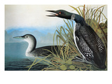 Audubon: Common Loon Giclee Print by John James Audubon