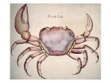 Land Crab Giclee Print by John White