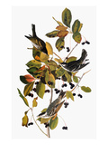 Audubon: Warbler reproduction procédé giclée par John James Audubon