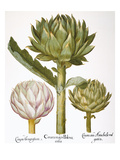 Artichoke, 1613 reproduction procédé giclée par Basilius Besler