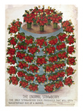 Strawberries, 1889 Giclee Print
