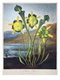 Thornton: Pitcher Plant Giclee Print by Richard Cooper the Younger