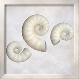 Still Life of 3 Shells Framed Photographic Print by Images Monsoon