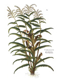 Turkish Corn, 1735 Giclee Print by Elizabeth Blackwell