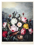 Thornton: Roses Giclee Print by Richard Earlom