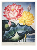 Thornton: Lotus Flower Giclee Print by Thomas Burke