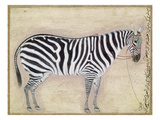 Zebra, C1620 reproduction procédé giclée