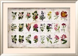 Vintage Botanical Posters
