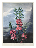 Thornton: Kalmia Giclee Print by Caldwall 