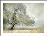 Tree in Field of Flowers Framed Photographic Print by Mia Friedrich