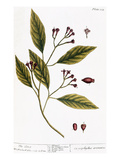 Cloves, 1735 Giclee Print by Elizabeth Blackwell