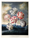 Thornton: Carnations Giclee Print by Caldwall 