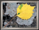 Leaf of a Bigtooth Aspen on Lichen and Granite, Howe Brook, Baxter State Park, Maine, USA Framed Photographic Print by Jerry & Marcy Monkman