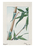 Japan: Bamboo, C1870S Giclee Print