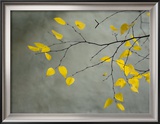 Yellow Autumnal Birch (Betula) Tree Limbs Against Gray Stucco Wall Framed Photographic Print by Images Monsoon
