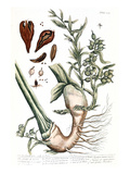 Cardamom, 1735 reproduction procédé giclée par Elizabeth Blackwell