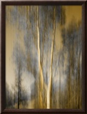 Composited Image of Trees Framed Photographic Print by Images Monsoon