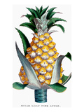 Pineapple, 1789 Giclée-Druck
