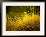 Golden Plants along River with Reflections of Trees Framed Photographic Print by Jan Lakey