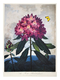 Thornton: Rhododendron Giclee Print by Caldwall 