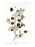Peco Tea, 1735 Giclee Print by Elizabeth Blackwell