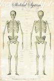 Skeletal-System Kunstdruck