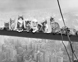 Cats on Girder - Poster Cats on Girder - Poster