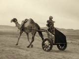 Syria: Camel Race, C1938 Photographic Print by John D. Whiting