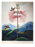Thornton: Sensitive Plant Giclee Print by Joseph Constantine Stadler