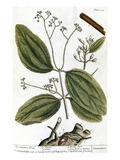 Cinnamon Tree, 1735 reproduction procédé giclée par Elizabeth Blackwell