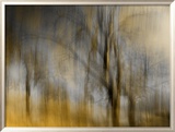 Composited Image of Trees Framed Photographic Print by Images Monsoon