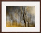 Composited Image of Trees Framed Photographic Print by Images Monsoon