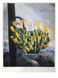 Thornton: Aloe Giclee Print by Caldwall 