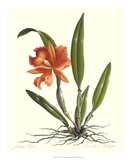 Orchid III Art by James Linton Sain