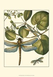Dragonfly Medley I Poster