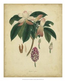 Engelmann Botanical I Posters by Engelmann 