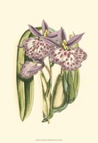 Lilac Orchid II Art