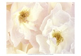 Rose Blush Posters par Christine Zalewski