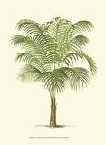 Coastal Palm III Affiches