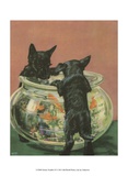 Terrier Trouble VI Affiche