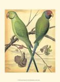 Cassell's Parrots III Posters by Cassell 