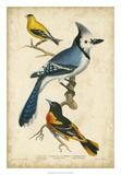 Wilson's Blue Jay Posters par Alexander Wilson