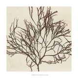 Brilliant Seaweed II Posters
