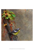 Magnolia Warbler Poster von Chris Vest