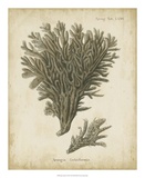 Esper Antique Coral III Prints by Johann Esper