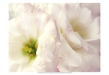 Lily Blush Posters by Christine Zalewski